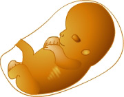 picture of fetus at 9 weeks