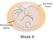 embryo / fetus 6 weeks
